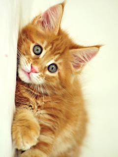 Очаровательный рыжий котёнок