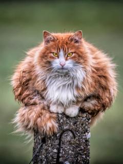 Огромный рыжий кот