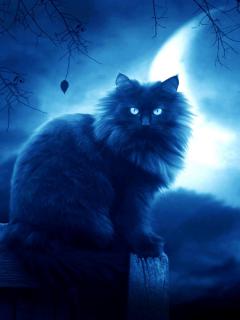 Черная кошка в ночи