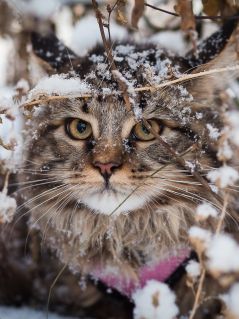 Серый кот зимой