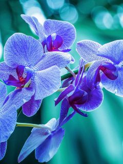 Ветка орхидеи макро
