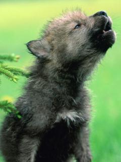 Воющий щенок волка