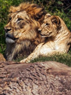 Величественный лев и львица