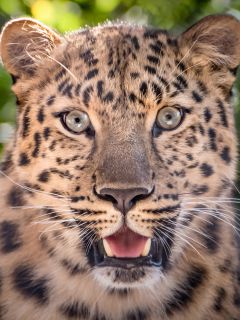 Морда юного леопарда (заинтригованная)