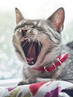 Зевающий серый кот