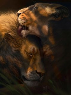 Арт. Любящая пара львов