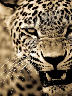 Оскал уставшего леопарда