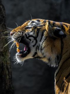 Скалящийся тигр в профиль