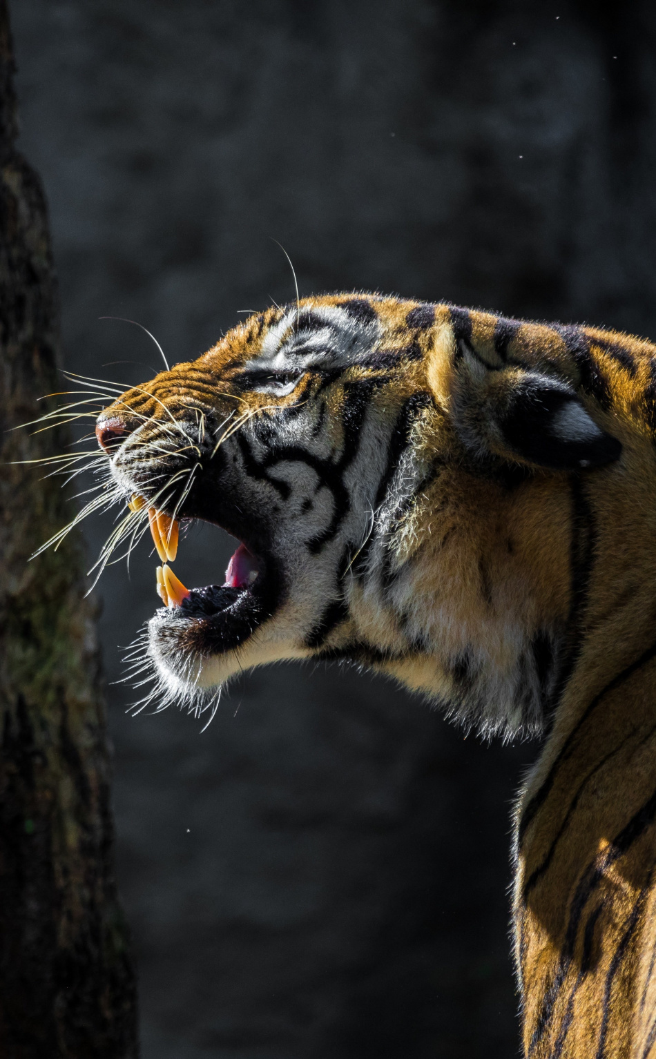 Скалящийся тигр в профиль
