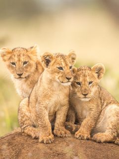 Три львенка на бугорке