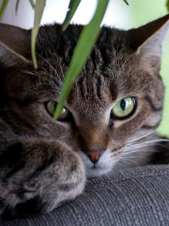 Зелёноглазый кот под растением