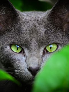 Серая кошка с зелёными глазами