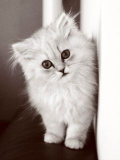 Котенок с большими глазами
