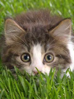 Котенок с большими глазами в траве