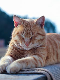 Дремлющий рыже-полосатый кот