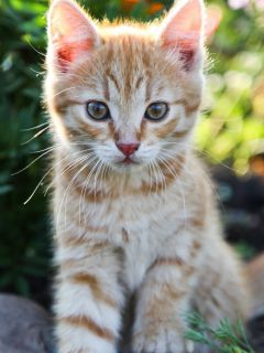 Полосатый, рыжий котёнок