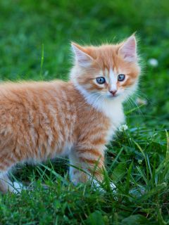 Пушистый рыже-полосатый котёнок