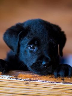 Чёрный милый щенок