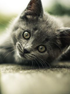 Чудесный серый котёнок