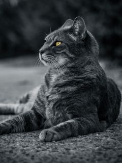Желтоглазый кот (мистическое фото)