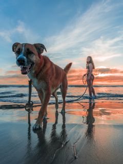 Девушка с собакой на вечернем пляже