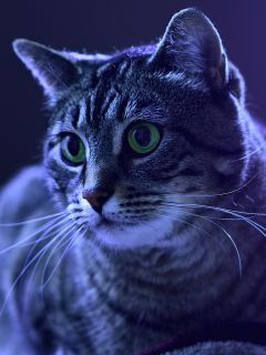 Полосатая кошка в ночи