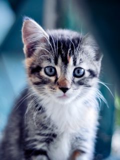 Котёнок с жалостливыми глазками