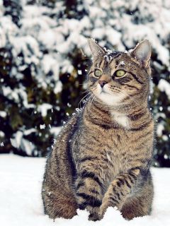 Недоуменный серый кот зимой