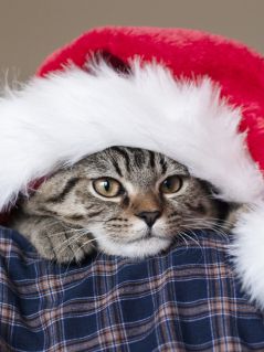 Полосатый кот - Санта