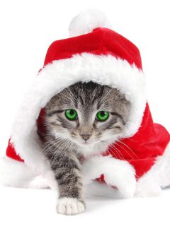 Котёнок-очаровашка – Дед Мороз