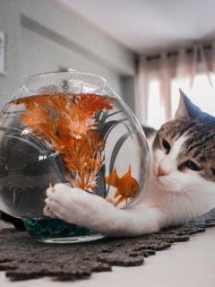 Кот и аквариум с рыбкой