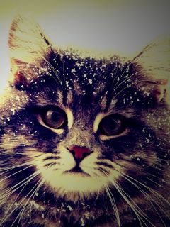Кошечка в снежинках