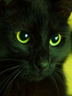 Зеленый взгляд черной кошки