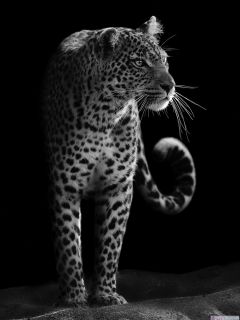 Леопард – красавец во мраке