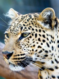 Леопард в полупрофиле