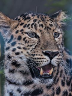 Леопард, дышащий ртом