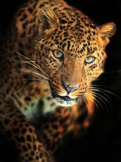 Леопард, крадущийся из мрака