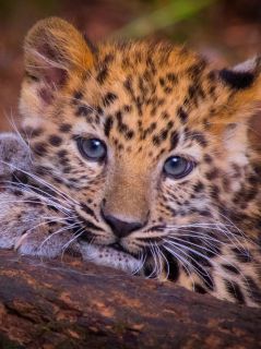 Котёнок леопарда - милашка