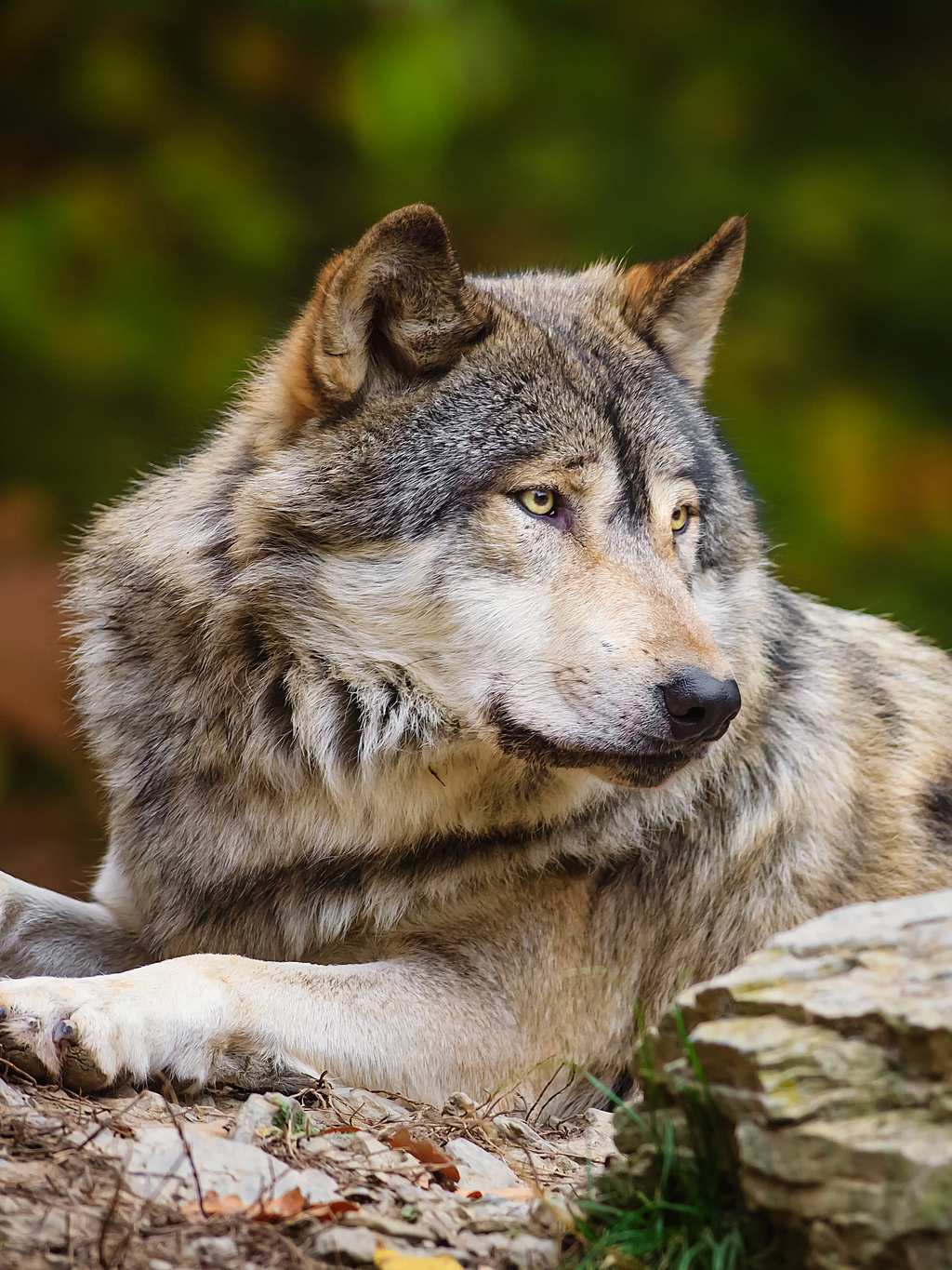 Крымский Степной волк. Волк серый обыкновенный. Дикие животные волк. Красивый волк.