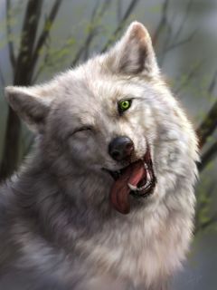 Моргающий серый волк
