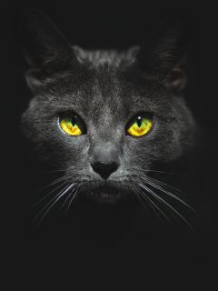 Британский кот во мраке