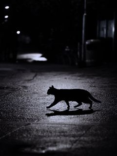 Черная кошка на ночной улице