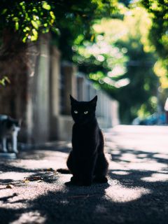 Черная кошка на улице