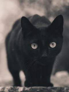 Взгляд черного котёнка