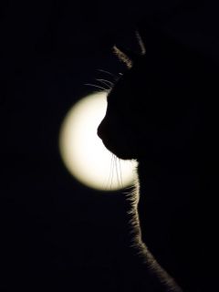 Свет и профиль черной кошки
