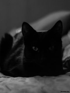 Черная кошка в постели