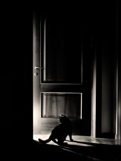 Дверь и чёрная кошка