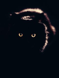 Жуткий взгляд черного кота в полумраке