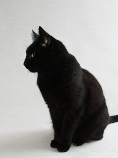 Сидящая черная кошка на белом фоне