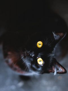 Черная кошка смотрящая снизу